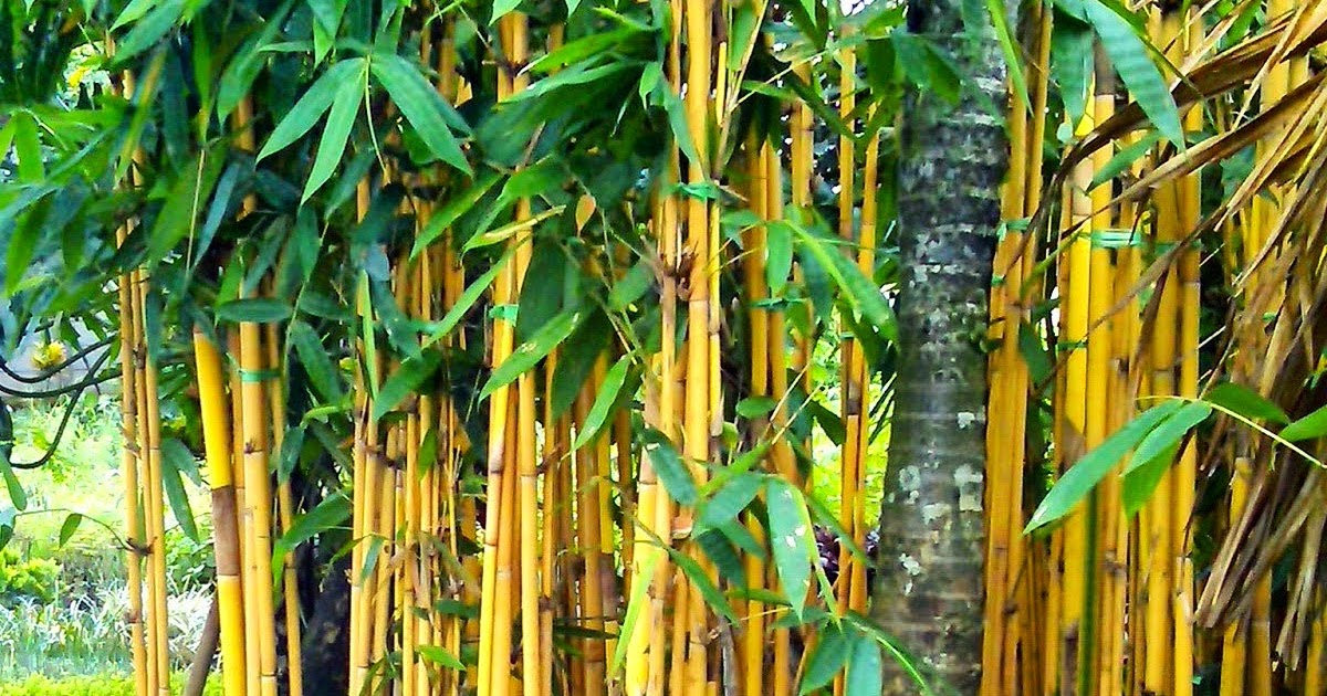 Inilah 41 Gambar Pohon Bambu Kuning