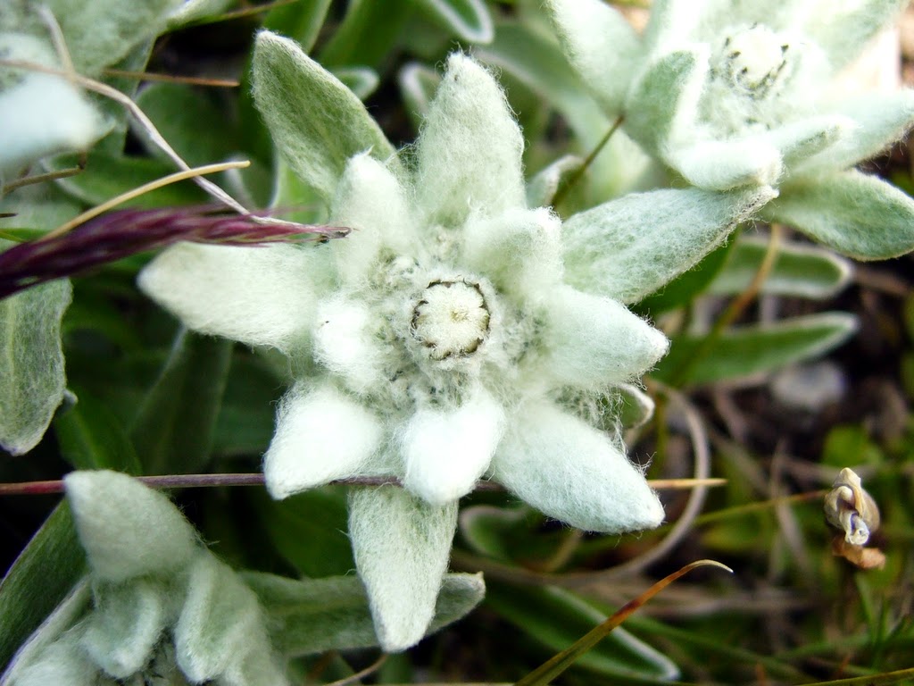 Kicau angsa Puisi Cinta Edelweiss 