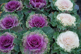 Columbia road flower market. Mercado de flores con encanto en Londres