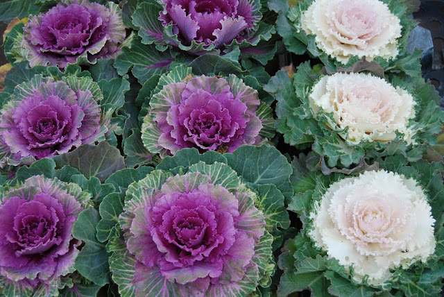 Columbia road flower market. Mercado de flores con encanto en Londres