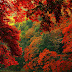 Amazing Red Forest HD Wallpapers 