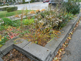Toronto Bedford Park Fall Cleanup Before by Paul Jung Gardening Services Inc.--a Toronto Organic Gardener