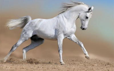 computer wallpaper, wallpapers for computer, wallpaper for computer, horse pictures, free desktop wallpaper of white horses,  white horses wallpapers, white horses pictures, wallpapers for computer, background computer wallpaper, wallpapers for computer, white horses