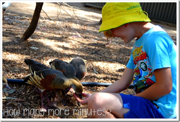 Billabong Sanctuary | How Many More Minutes?