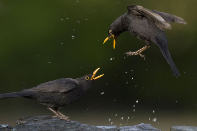 Imagens de animais mais incríveis já vistas