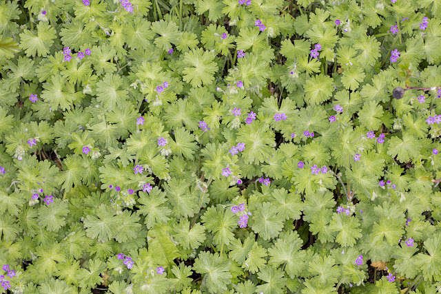 Dove's-foot Crane's-bill, Geranium molle.  West Common Road, Hayes, 17 April 2016.