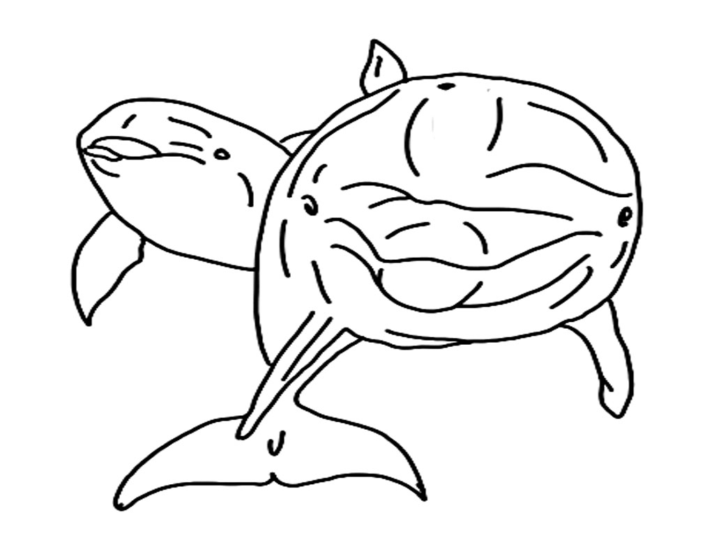 Dolphins Coloring Pages Realistic