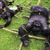 Asesinos de Gorilas