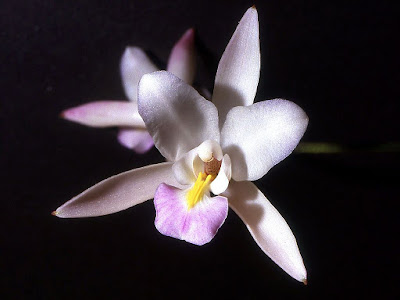 Laelia albida care and culture