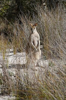 A wallaby is a marsupial. Credit: Kateryna Makova, Penn State.