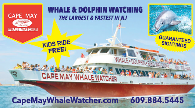 New Jersey Best Whale Watching In Cape May