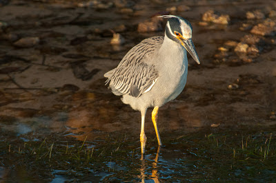 Yellow-crowned Night-Heron