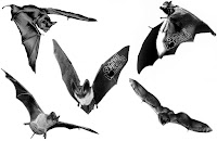 bat brushes photoshop