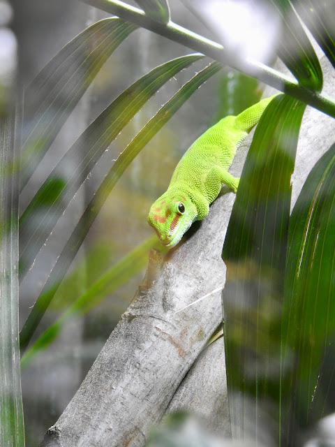 Madagascar Giant Day Gecko