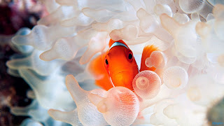 Clown fish Wallpaper