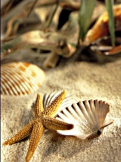 besplatne slike za mobitele free download priroda morska zvijezda morske školjke plaža ljeto