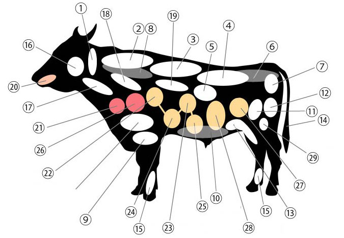 Carne bovina - cortes (II)