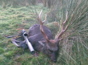 Sika stag taken in the rut 2009