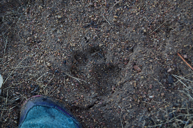 mountain lion print