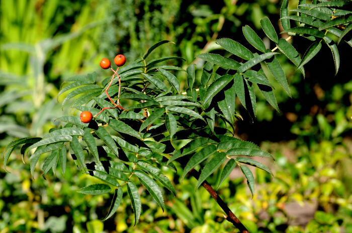 Рябина рэндайская (Рябина рендайская) / Sorbus randaiensis