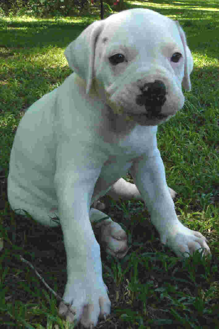 american bulldog puppies