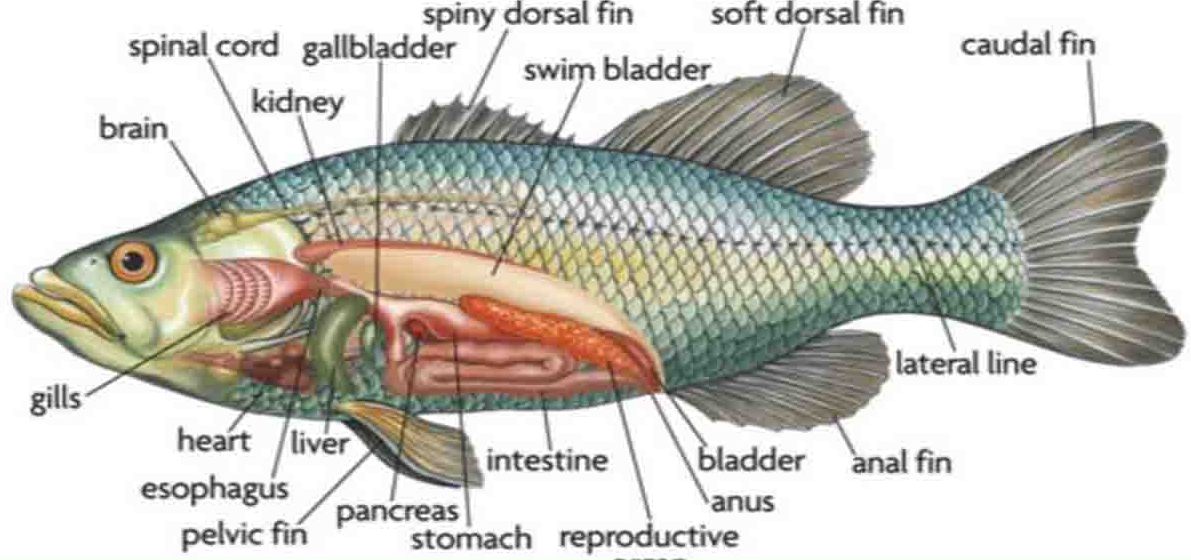 Alat Pencernaan  Ikan  Bagian bagian Fungsi Dan Proses 