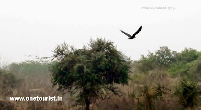 bharatpur bird sanctuary ,ghana , rajasthan , केवलादेव नेशनल पार्क , घाना , राजस्थान 