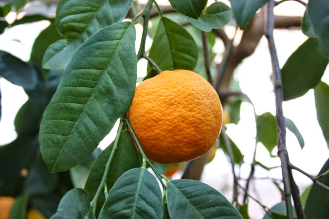 Foto Buah Jeruk Keprok Segar