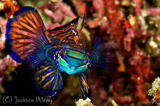 Mandarin Fish