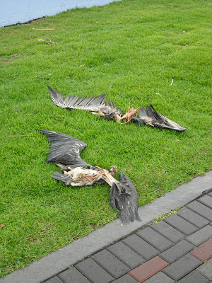 Forever friends: A couple of dead and gutted birds