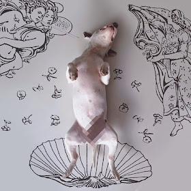 Dog owner has creative fun with his bull terrier (16 pics), Jimmy Choo the bull terrier, famous Instagram dog, funny dog illustrations