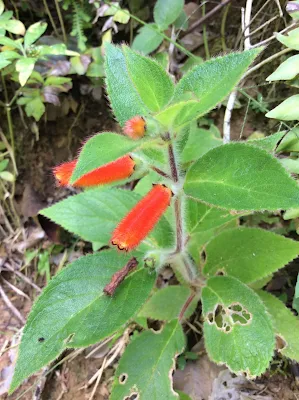 Kohleria tubiflora