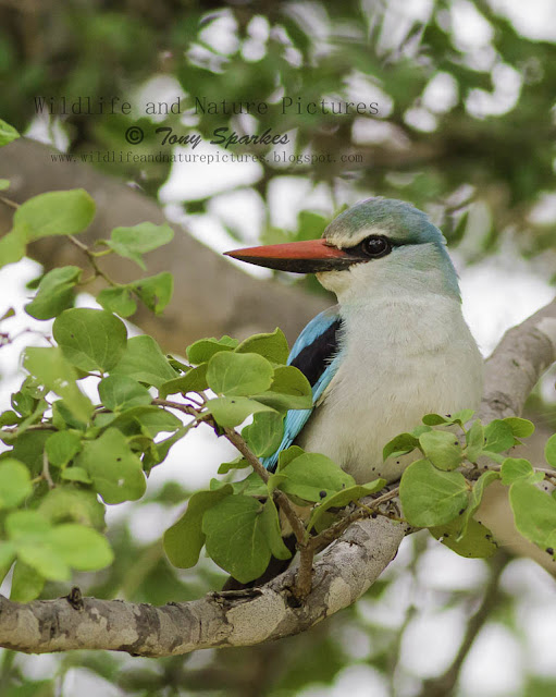 A wildlife picture of a Woodlands Kingfisher perched in a tree, one of natures Intra-African migrants