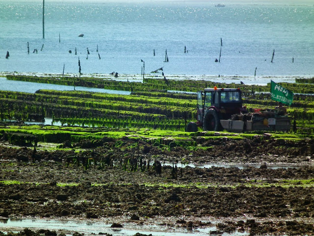 Oyster beds, Ile de Ré, France. Photo by Loire Valley Time Travel.