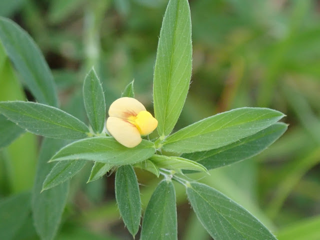 Stylosanthes biflora