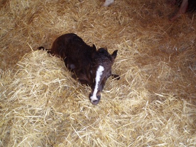 babyhorse_thumb1