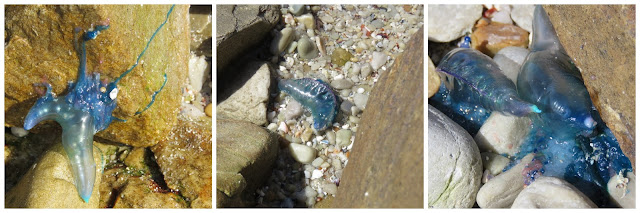 blue bottles or Portuguese man o' war