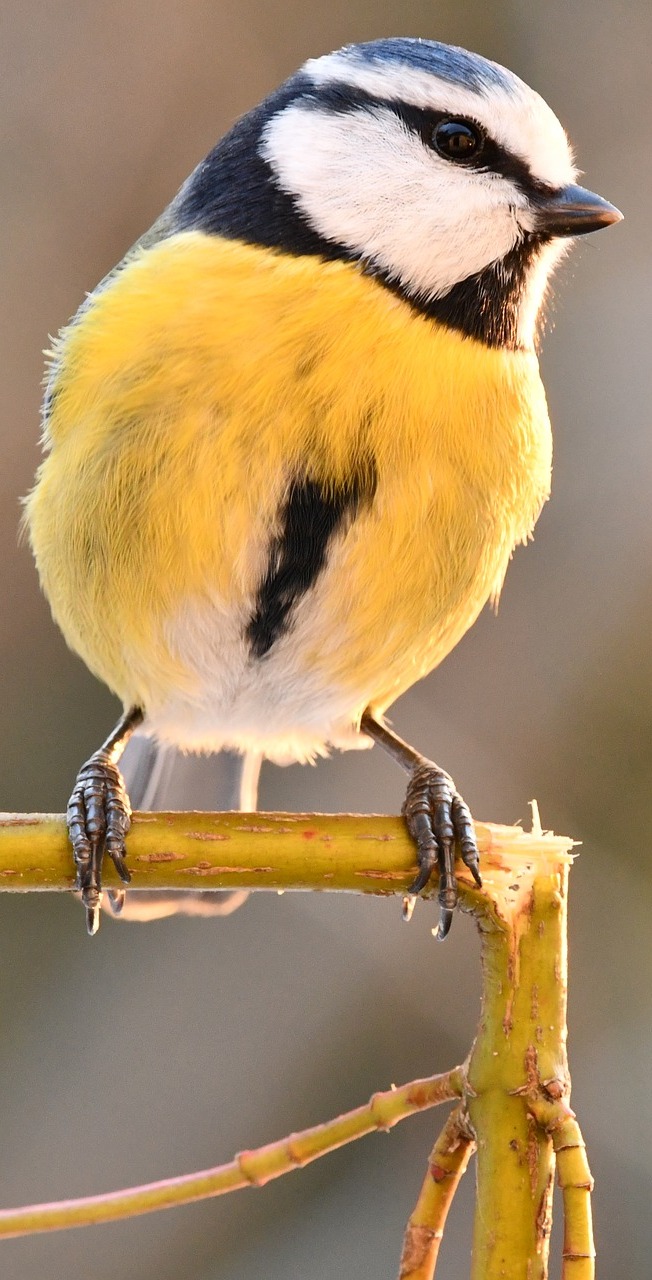 A blue tit at sunrise.