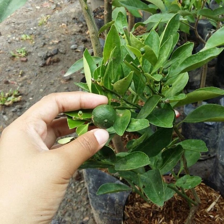 jual bibit jeruk tanaman siap cepat berbuah pohon buah kasturi termurah bisa beli ecer Sumatra Barat