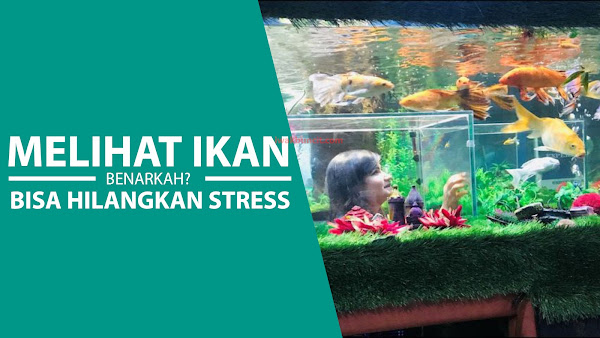 Apakah Melihat Ikan Bisa Menghilangkan Stres? Yang Sering TUA DI JALAN Wajib Baca Ini