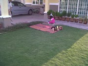 Terpopuler 30+ Cara Menanam Rumput Karpet