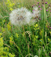 Goat’s-beard