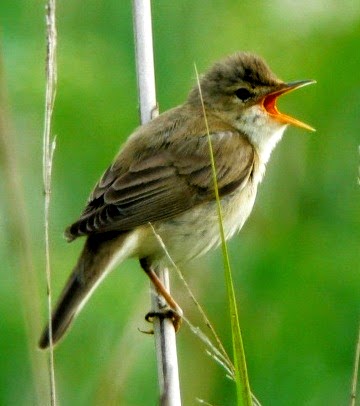 Suara burung marsh warbler untuk masteran