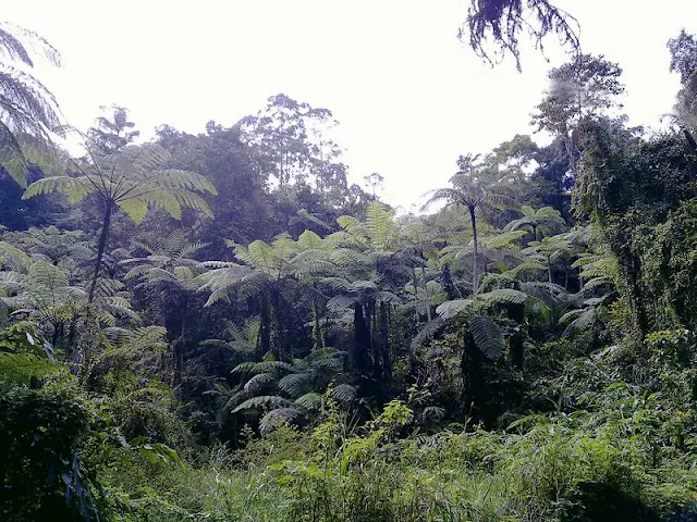 Giant Ferns at Fraser's Hill