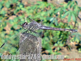 Capung ‘Yellow-tailed Ashy Skimmer’ (Potamarcha congener) jantan