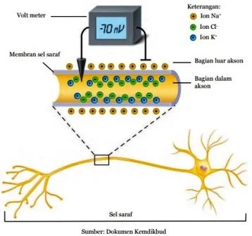 Ilustrasi Muatan Listrik pada Sel Saraf Tidak Bermyelin