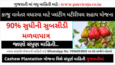 કાજુ વાવેતર વધારવા માટે પ્લાંટીંગ મટીરીયલ સહાય યોજના | Cashew Plantation Scheme in Gujarat