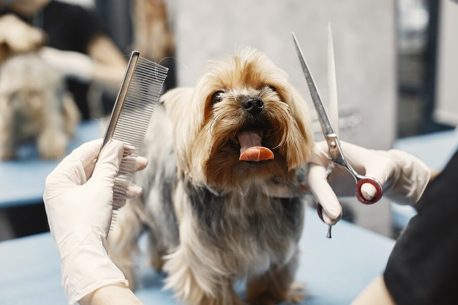 Dog Grooming Epping