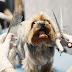 Here's Why Professional Dog Grooming is Worth It