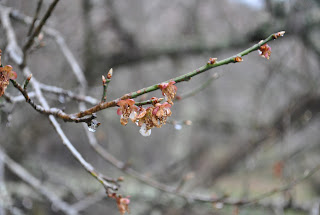 小室家のやまざくら付近の桜